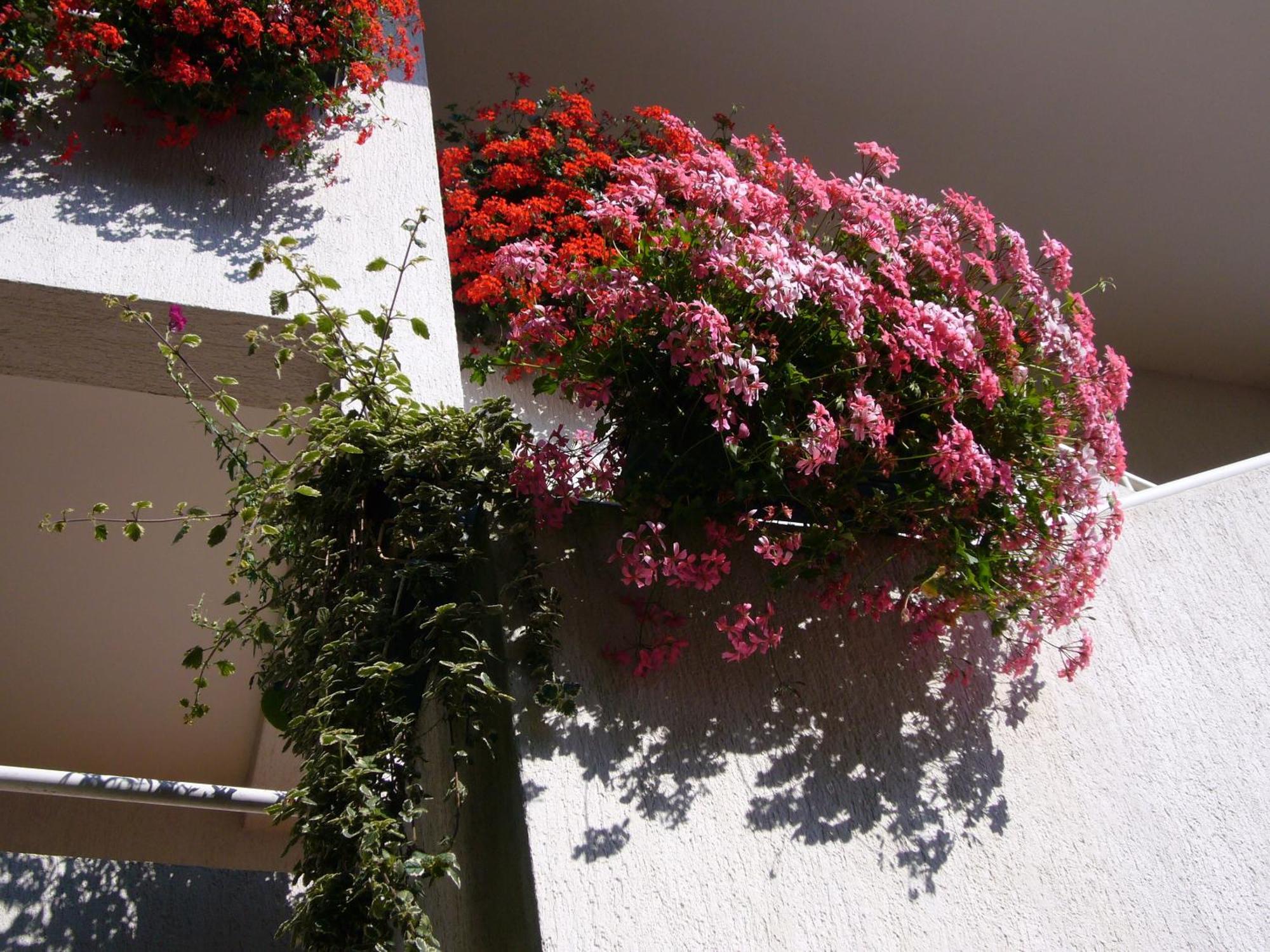 Apartment Apartments Villa Martinuzzi *
